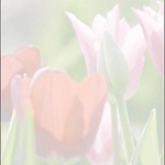 Sigel Motiv-Papier DP462 Spring fever